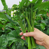 Cabbage-Mustard-Chinese-Kale-Seeds