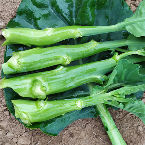 Cabbage-Mustard-Chinese-Kale-Seeds