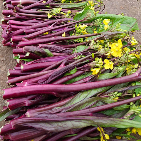 Cabbage-Mustard-Chinese-Kale