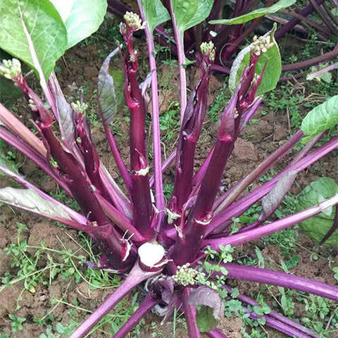 Cabbage-Mustard-Chinese-Kale