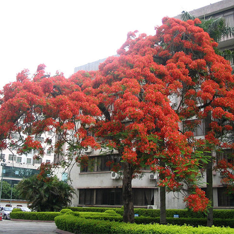 Caesalpinia-pulcherrima-Buttercup-Seeds