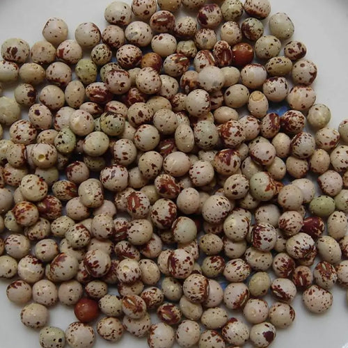 25-50 NON-GMO Pigeon Pea Seeds (Gandules, Cajanus Cajan) - High Quality, Easy To Grow