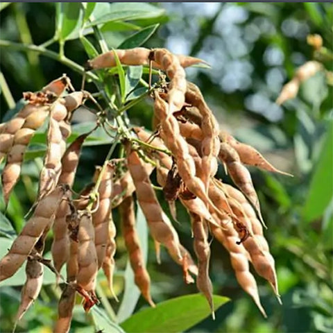 Cajanus cajan & Pigeon peas Seeds