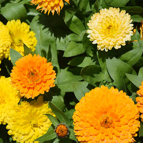 Calendula-Officinalis-Marigold-Pot-Seeds