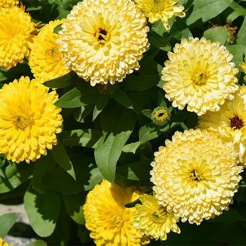 Calendula-Officinalis-Marigold-Pot-Seeds