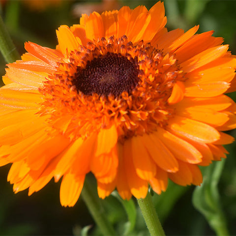 Calendula-Officinalis-Pot-Marigold-Seeds