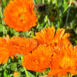 Calendula Officinalis & Pot Marigold Seeds