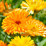 Calendula Officinalis & Pot Marigold Seeds