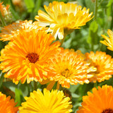 Calendula Officinalis & Pot Marigold Seeds