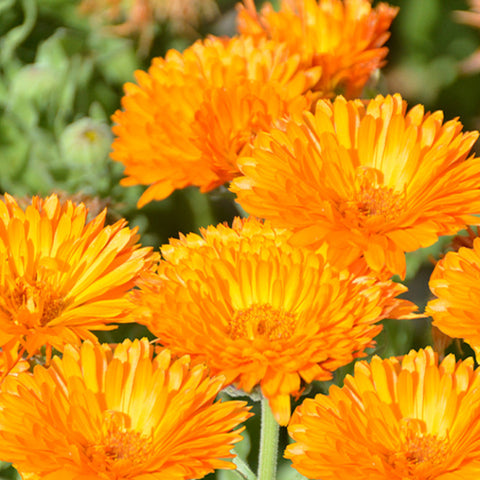 Calendula Officinalis & Pot Marigold Seeds