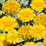 Calendula Officinalis & Pot Marigold Seeds