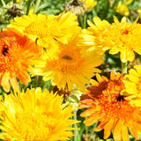 Calendula Officinalis & Pot Marigold Seeds