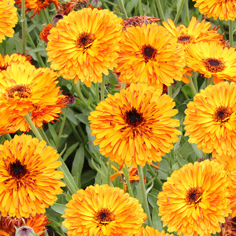 Calendula Officinalis & Pot Marigold Seeds