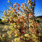 Calligonum-mongolicum-Shaguai-jujube-Seeds