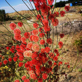 Calligonum-mongolicum-Shaguai-jujube-Seeds