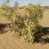 Calligonum-mongolicum-Shaguai-jujube-Seeds