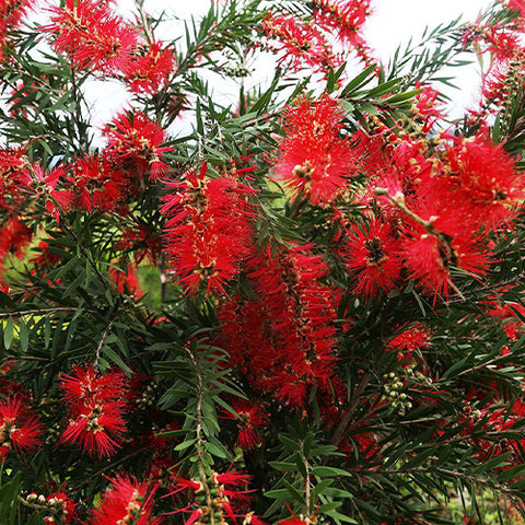 Callistemon rigidus & Narrow-leaved bottlebrush Seeds