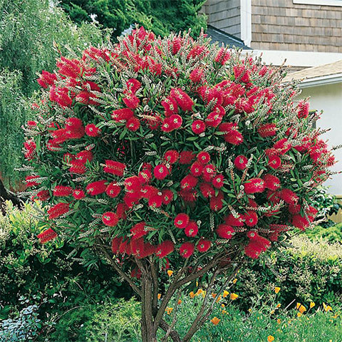 Callistemon rigidus & Narrow-leaved bottlebrush Seeds
