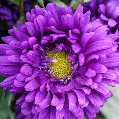 Callistephus Chinensis & China Aster Seeds