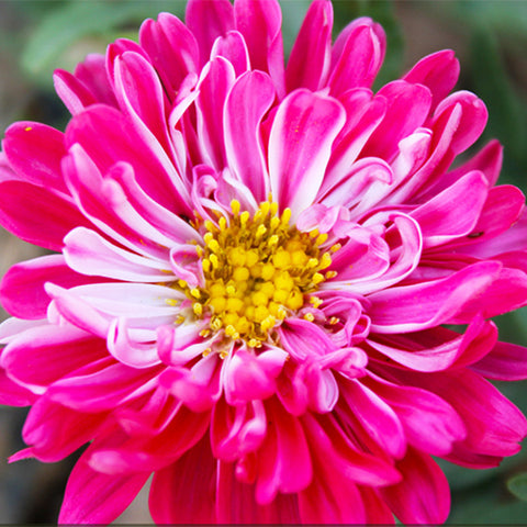 Callistephus Chinensis & China Aster Seeds