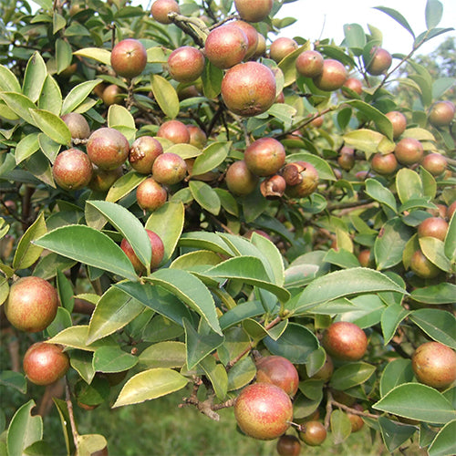 Camellia Oleifera Seeds Express Shipping | www.pattani2.go.th