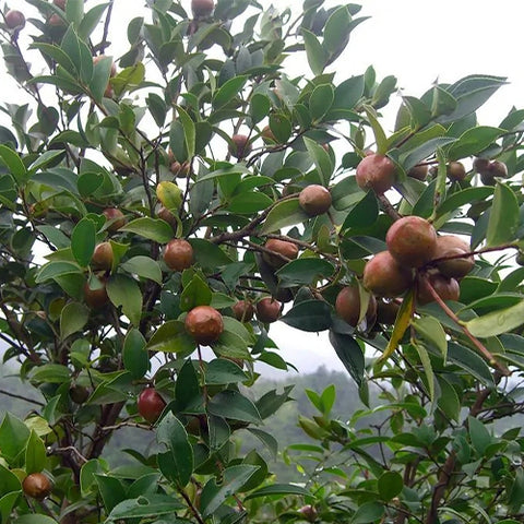 Camellia-oleifera-Seeds