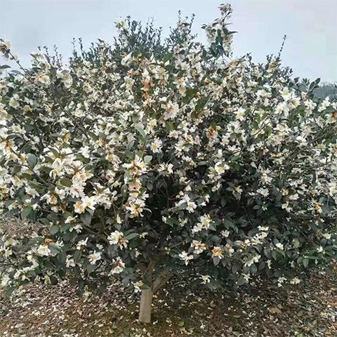 Camellia-oleifera-Seeds