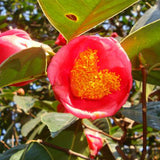 Camellia-semiserrata-Safflower-Camellia-Seeds