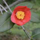 Camellia-semiserrata-Safflower-Camellia-Seeds