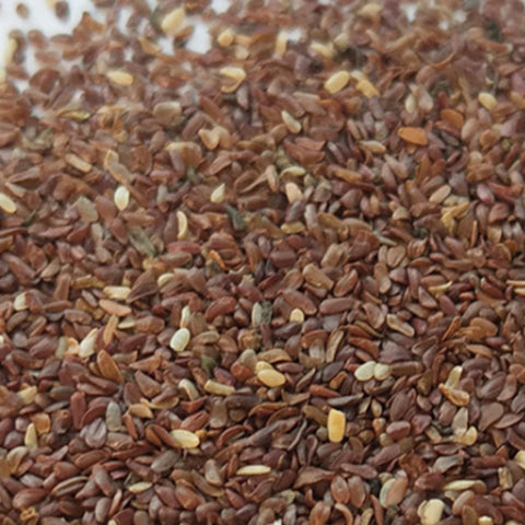 Campanula Medium & Bellflower Seeds