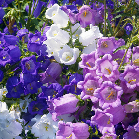 Campanula Medium & Bellflower Seeds
