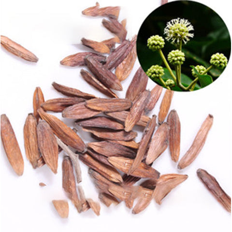 Camptotheca acuminata & Happy tree Seeds