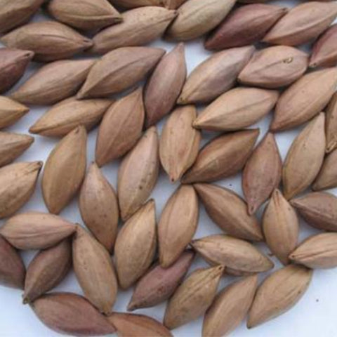 Canarium-album-Green-olives-Seeds