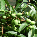 Canarium-album-Green-olives-Seeds