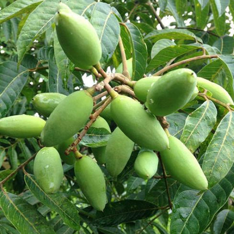 Canarium-album-Green-olives-Seeds