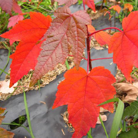 Cappadocicum-Cappadocian-maple-Seeds