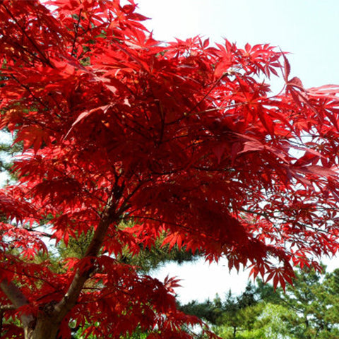 Cappadocicum-Cappadocian-maple-Seeds