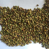 Caragana-korshinskii-Caragana-microphylla-Seeds