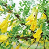 Caragana-korshinskii-Caragana-microphylla-Seeds