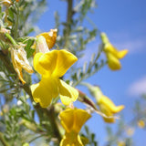 Caragana-korshinskii-Caragana-microphylla-Seeds