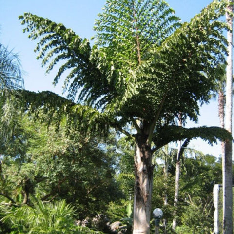 Caryota Ochlandra & Chinese Fishtail Palm Seeds