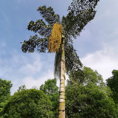 Caryota Ochlandra & Chinese Fishtail Palm Seeds