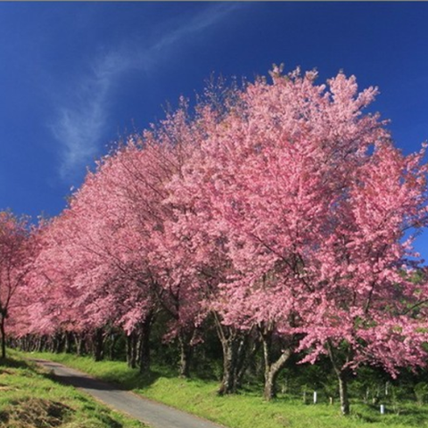 Cassia bakeriana & Citiwood Seeds