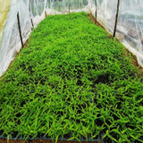 Cassia obtusifoliaL & Chinese senna Seeds