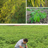 Cassia obtusifoliaL & Chinese senna Seeds