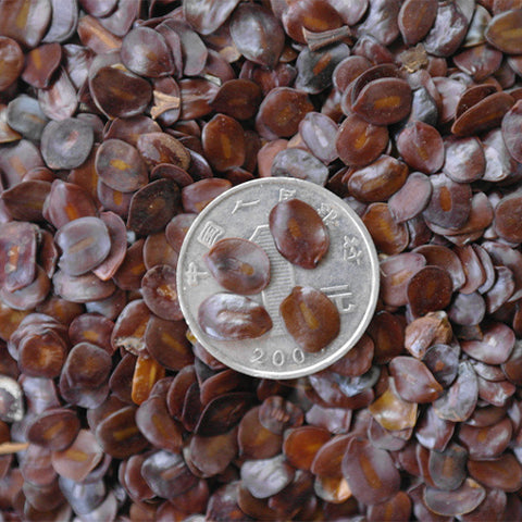 Cassia-siamea-Senna-siamea-Seeds