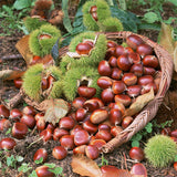 Castanea mollissima & Chinese chestnut Seeds
