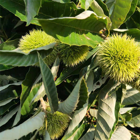 Castanea mollissima & Chinese chestnut Seeds