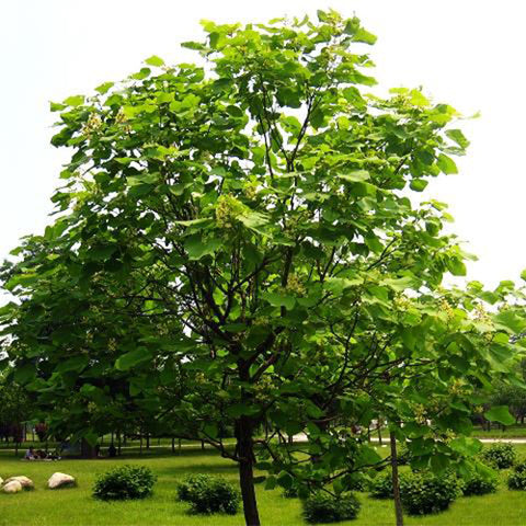 Catalpa-bungei-Manchurian-catalpa-Seeds