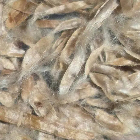 Catalpa-bungei-Manchurian-catalpa-Seeds